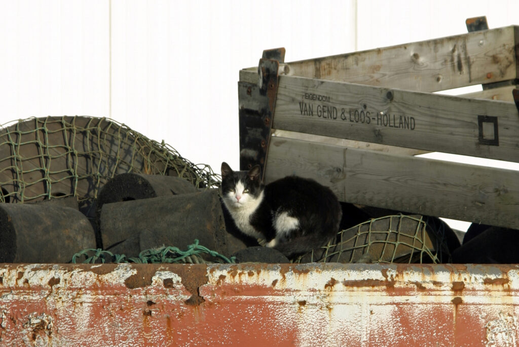 Katze im Fischereihafen